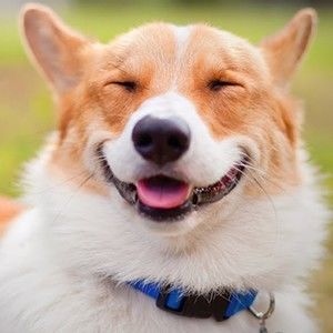 Meet your Posher, Louise